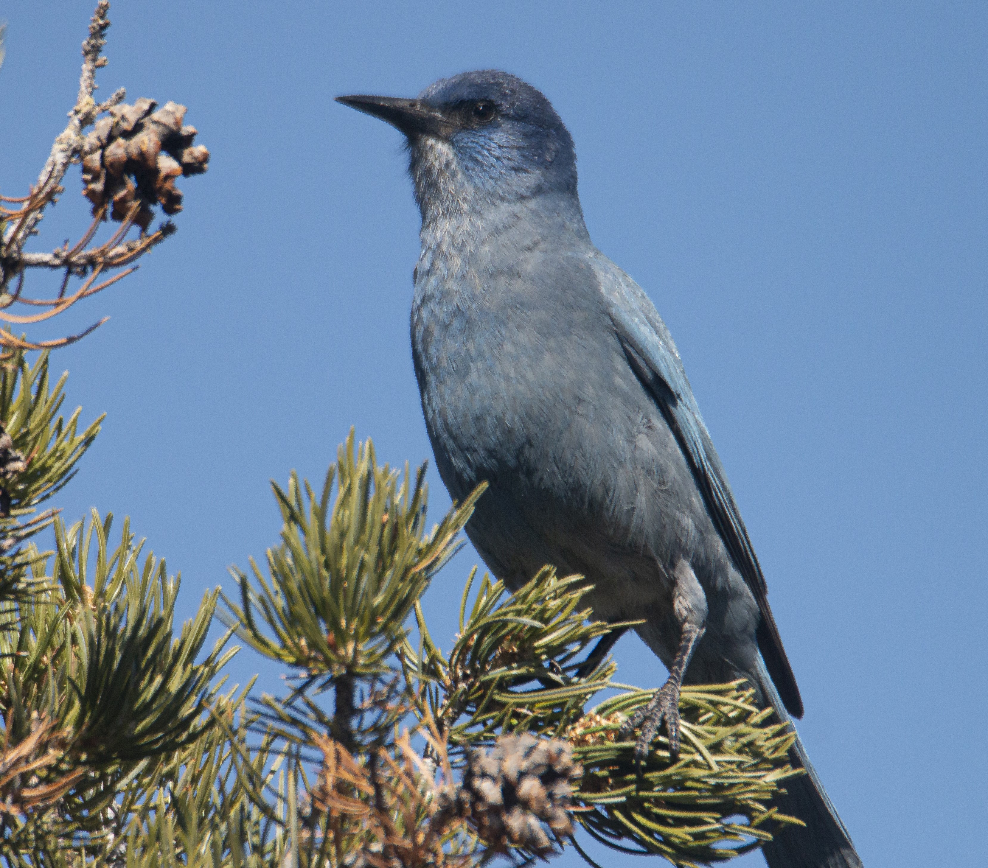Pinyon Jay